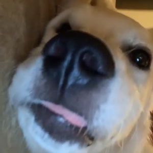 Meet your Posher, Dominic